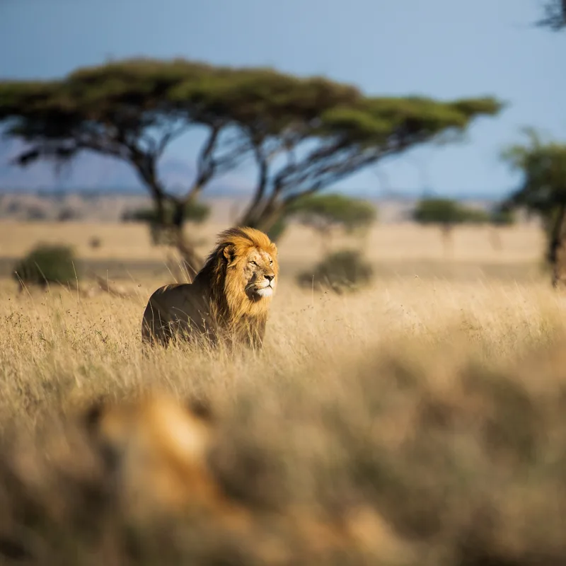 Lion dans la savane africaine